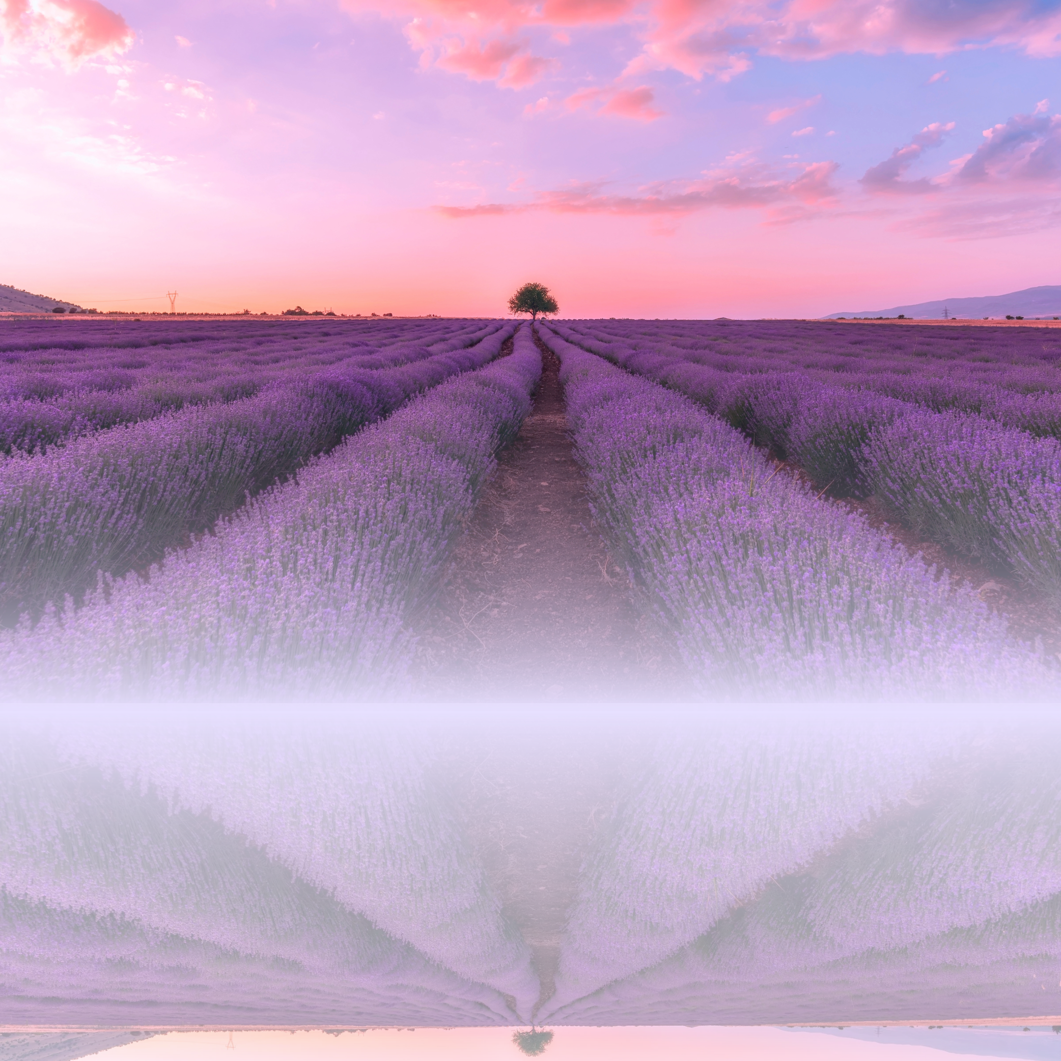 What Are Benefits Of Lavender?